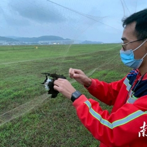 保障航空器飛行安全，珠海機場探索“智慧+生態”驅鳥方式